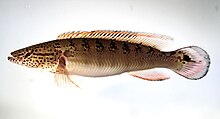 Crenicichla lenticulata.jpg