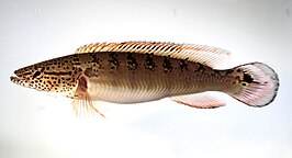 Crenicichla lenticulata