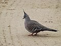 Crested pigeon 01.jpg