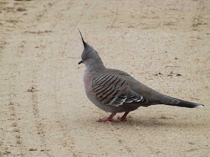 File:Crested pigeon 01.jpg