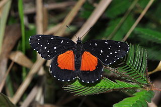 <i>Chlosyne janais</i> Species of butterfly