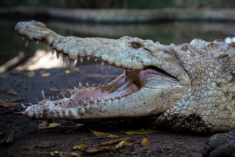 File:Crocodylus acutus albino.jpg