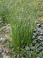 Crocus cartwrightianus 'Albus' leaves