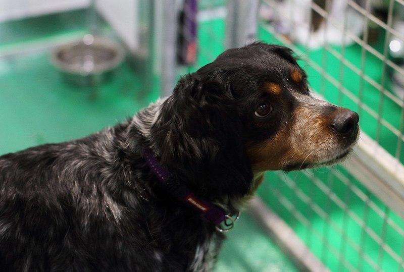 File:Crufts 2019- NEC, Birmingham- 08-March 2019 - 47331199541.jpg