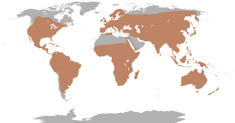 Soubor:Cuculiformes all-species range map.png