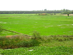 چاول cultivation between چدمبرم and Puducherry