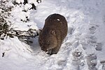 Аустралијски Алпи