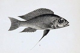 Cunningtonia longiventralis