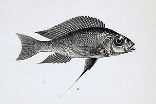 <i>Cunningtonia</i> Genus of fishes