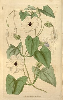 Thunbergia alata