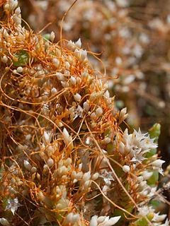 <i>Cuscuta salina</i> Species of flowering plant