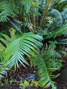 Cycas diannanensis - San Francisco Botanical Garden.jpg