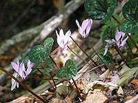 Cyclamen cilicium012.jpg