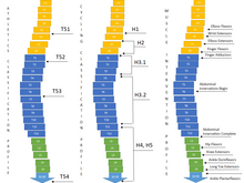 Comparing key muscle innervations for spinal cord levels compared to cycling and athletics classifications. Cycling athletics and muscle profile disability sports.png