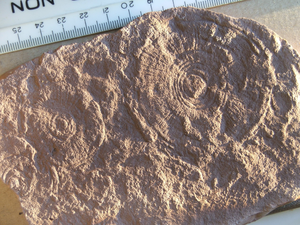 Fossilien von Cyclomedusa. Große Aspidella sehen praktisch identisch aus, haben aber entweder konzentrische Ringe oder Radialstrahlen.