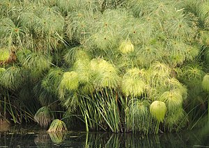 Lac Victoria: Géographie, Biodiversité, Histoire