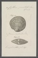 Cytherea prostrata - - Print - Iconographia Zoologica - Special Collections University of Amsterdam - UBAINV0274 078 01 0043.tif