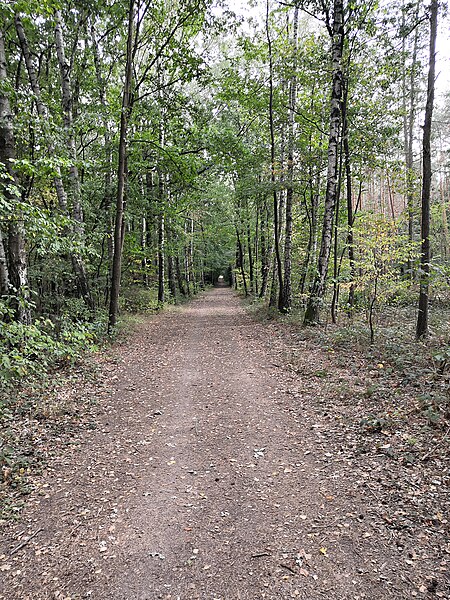 File:Dölauer Heide 3.jpg