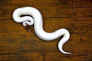 D85 3427 Ball Python by Trisorn Triboon.jpg