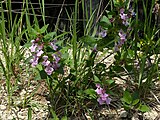 Blumen am Col de Tourniol: Melittis melissophyllum