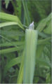 Dactylis glomerata Kropaar ligula (tongetje).jpg