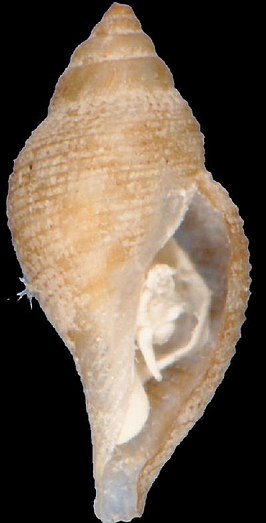 Daphnella retifera