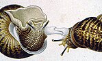 Caracoles (gastronomía) - Wikipedia, la enciclopedia libre