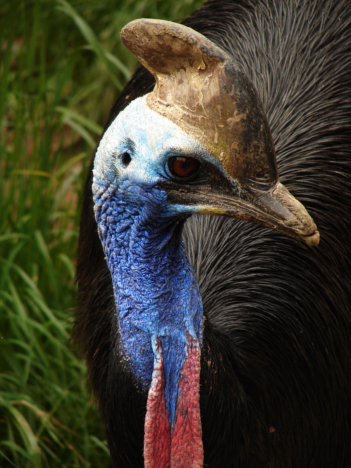 Ostrich, Feather Family Wiki