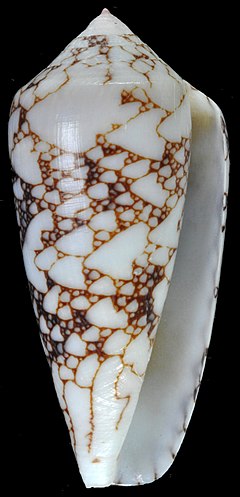 Description de l'image Darioconus brandonensis (MNHN-IM-2000-34368) 001.jpeg.