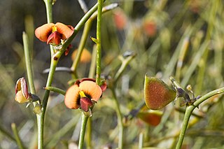 <i>Daviesia major</i> Species of flowering plant