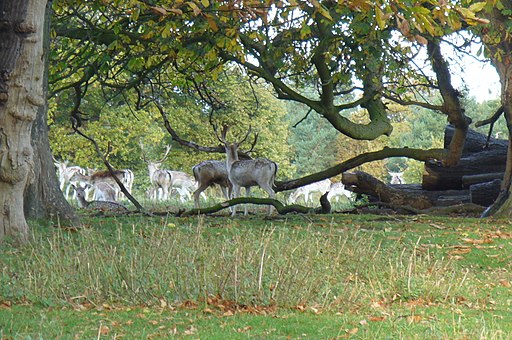 Deer at Attingham Park - geograph.org.uk - 1840434