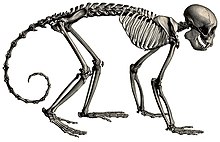 Skeleton Description iconographique comparee du squelette et du systeme dentaire des mammiferes recents et fossiles (Sapajus apella).jpg