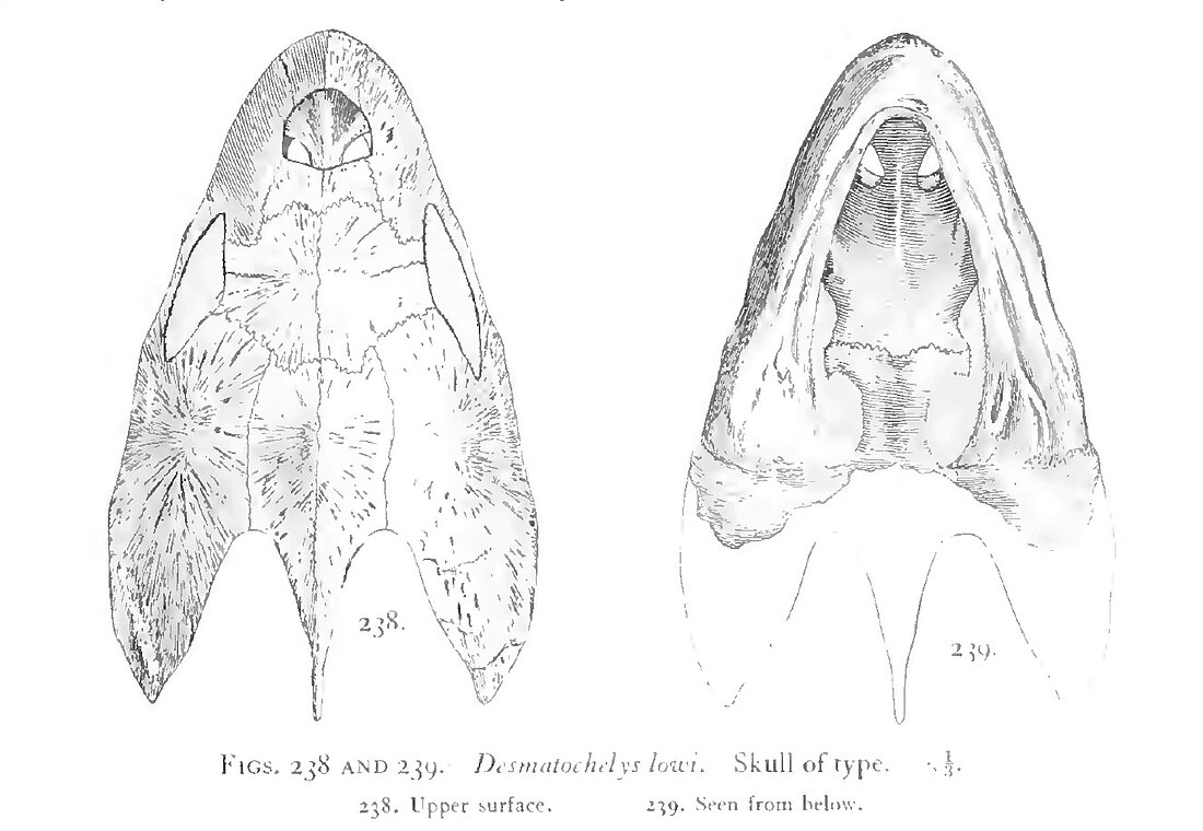 Desmatochelys