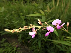 茎先に円錐花序を出して、多数の紅紫色の蝶形花をつける。