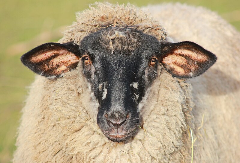 File:Deutsches schwarzköpfiges Fleischschaf IMG 4330WI.jpg