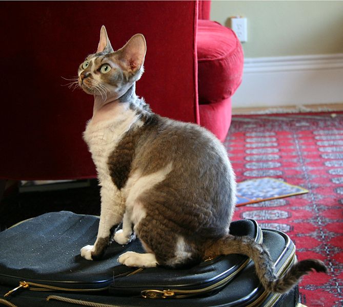 File:Devon Rex Izzy.jpg