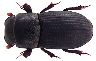 <i>Dialytes</i> Genus of beetles