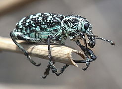 Chrysolopus spectabilis (Diamond Weevil)