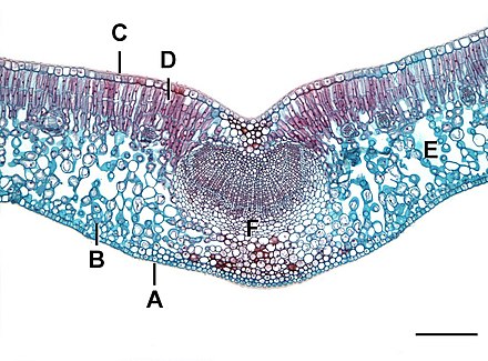Mesophyll as seen in the cross section of a dicotyledonous leafA-Lower epidermisB-Lower palisade mesophyllC-Upper epidermisD-Upper palisade mesophyllE- Spongy mesophyllF-Leaf vein