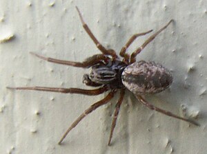 Common curly spider