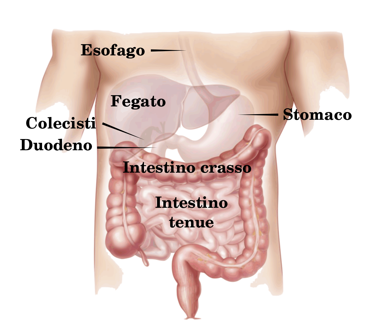 intestini durante lerezione