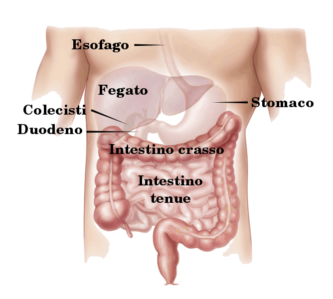 File:Digestive appareil-it.svg