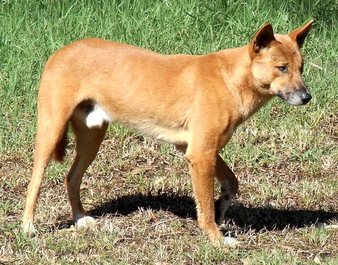 Dingo (chien sauvage)