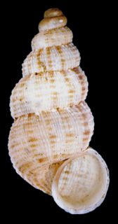 Diplopoma genus of molluscs