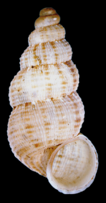 Dominica.png saytidan Diplopoma sp shell