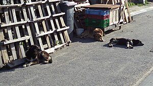 There are many street dogs in Joe Slovo Park Dogs in Joe Slovo.JPG