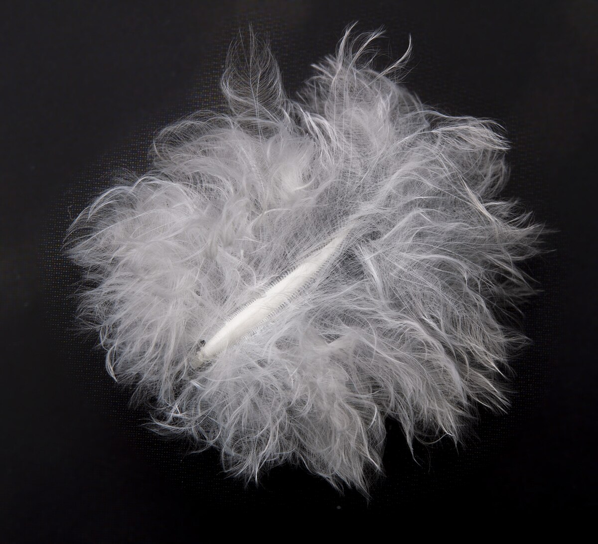 Down feather - Wikipedia