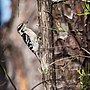 Thumbnail for File:Downy Woodpecker (11535977063).jpg