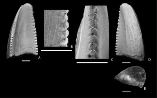 <span class="mw-page-title-main">Denticle (tooth feature)</span>