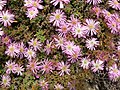 Miniatura para Drosanthemum floribundum